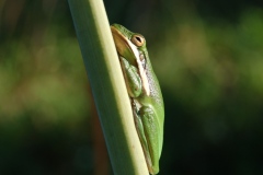 Green-tree-frog-Galt-Preserve-12-24-16
